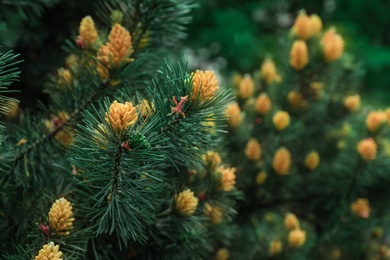 Beautiful evergreen tropical conifer tree in botanical garden, closeup. Space for text