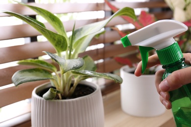 Photo of Woman spraying houseplant on windowsill at home, closeup