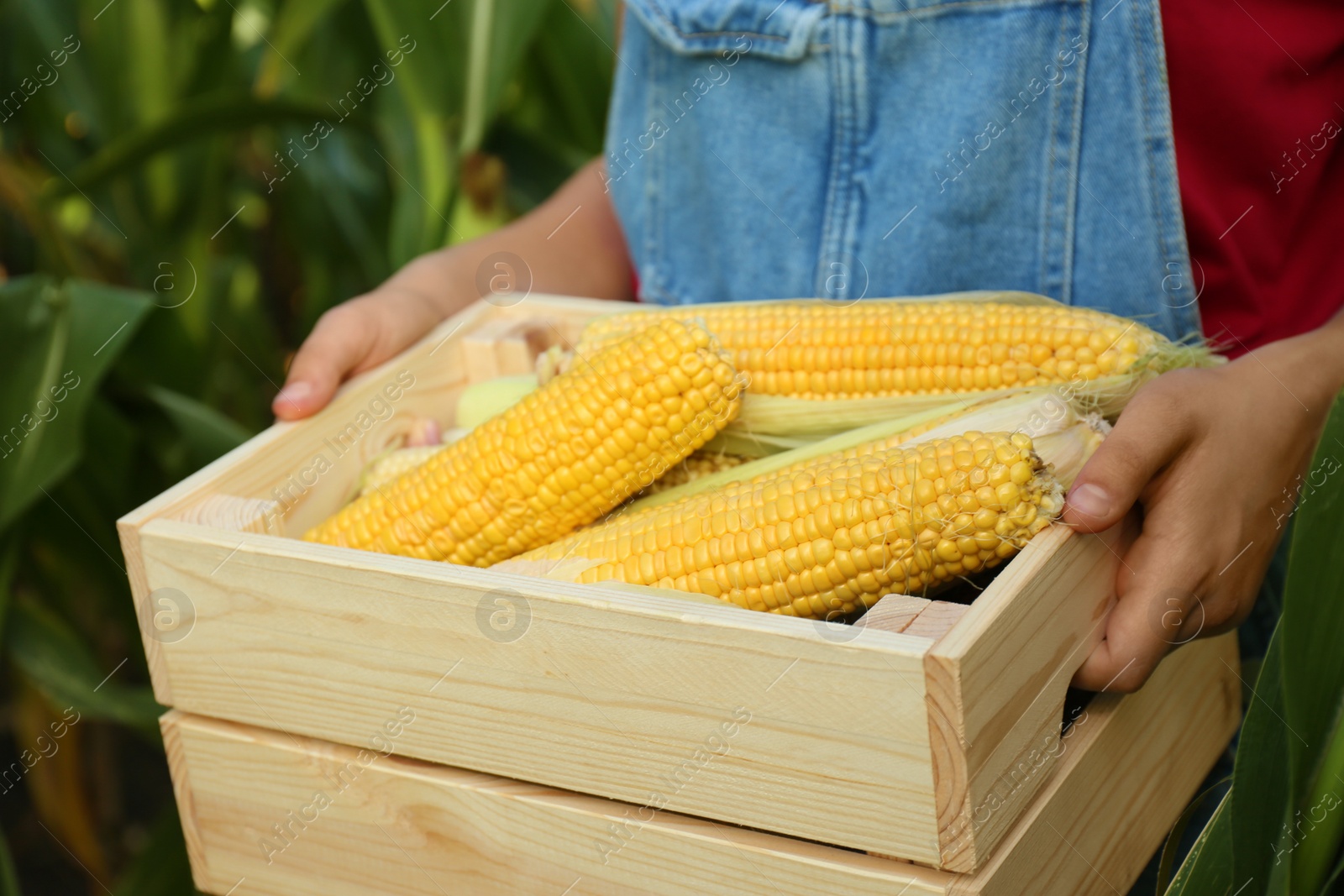 Photo of Woman holding wooden crate with fresh ripe corn on field, closeup