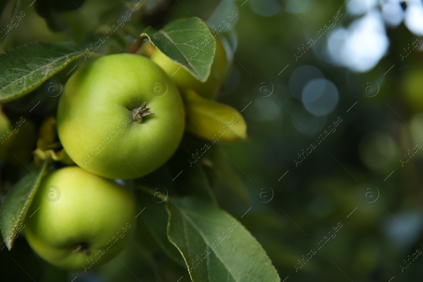 Photo of Ripe apples on tree branch in garden, closeup. Space for text