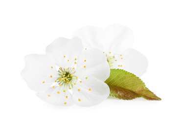 Beautiful tree blossom isolated on white. Spring season