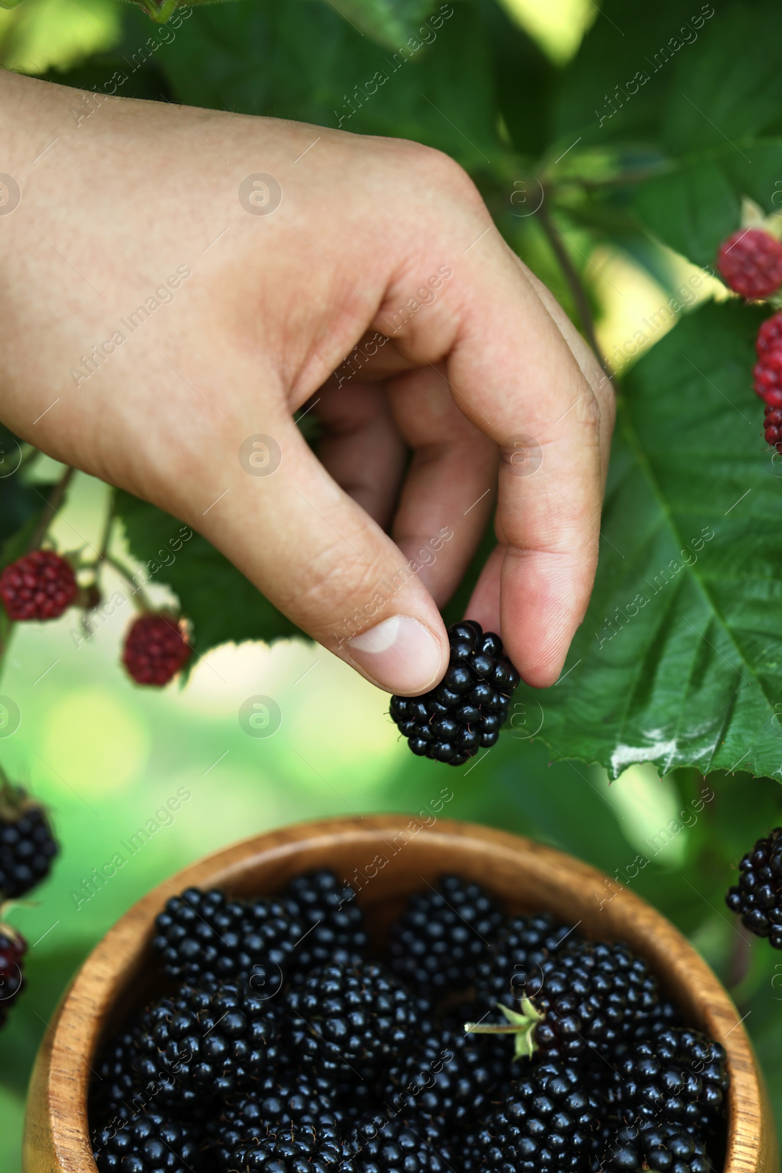 Photo of Woman with wooden bowl picking ripe blackberries from bush outdoors, closeup