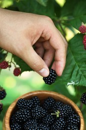 Photo of Woman with wooden bowl picking ripe blackberries from bush outdoors, closeup