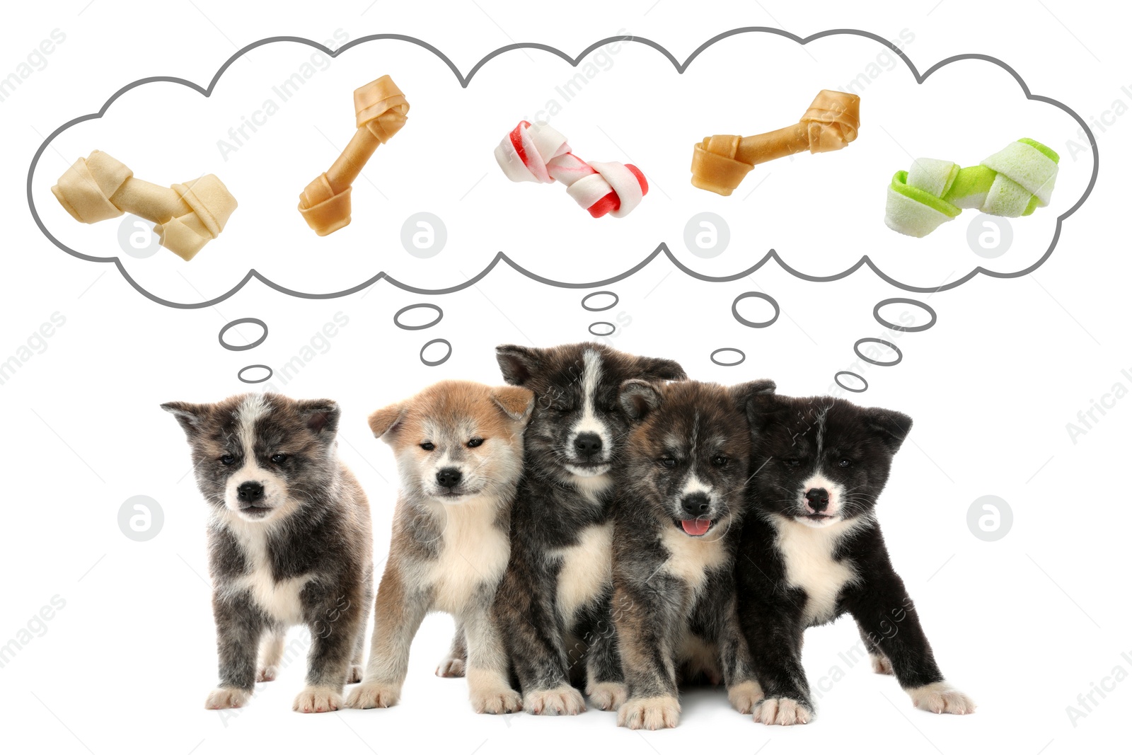 Image of Dreaming about treat. Cute Akita Inu puppies and thought cloud with knotted bones above them on white background