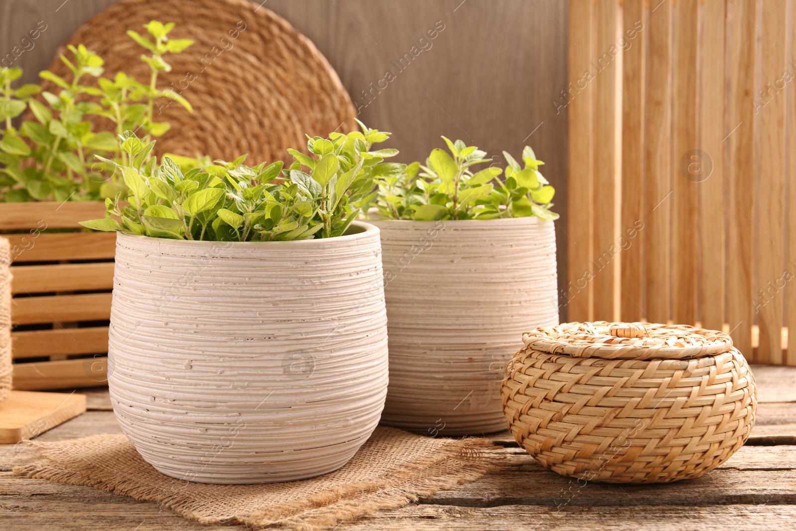 Photo of Aromatic oregano growing in pots on wooden table