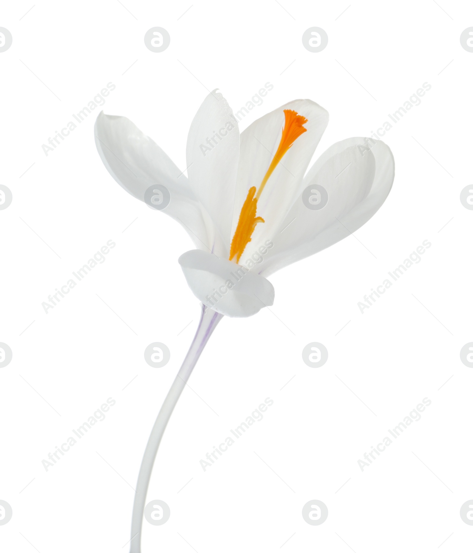 Photo of Beautiful crocus flower isolated on white. Spring season