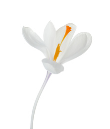 Beautiful crocus flower isolated on white. Spring season