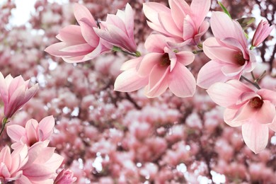 Image of Beautiful pink magnolia flowers outdoors. Amazing spring blossom