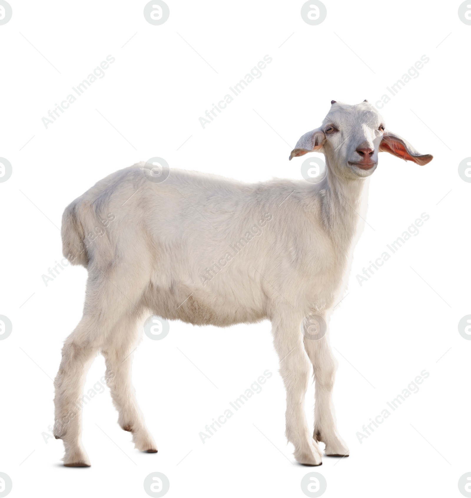 Image of Cute goat isolated on white. Farm animal