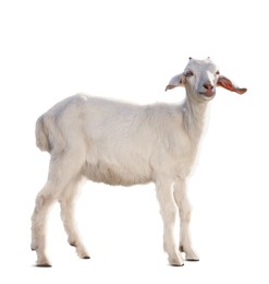 Image of Cute goat isolated on white. Farm animal