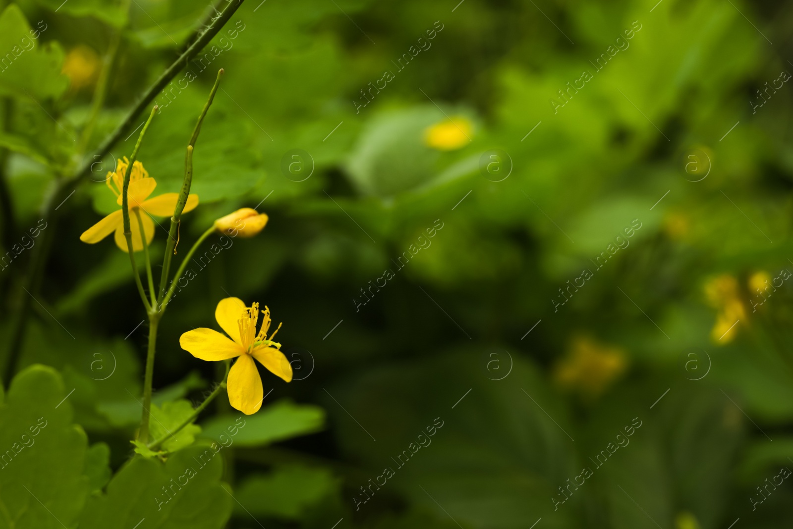 Photo of Celandine plant with yellow flowers growing outdoors, closeup. Space for text