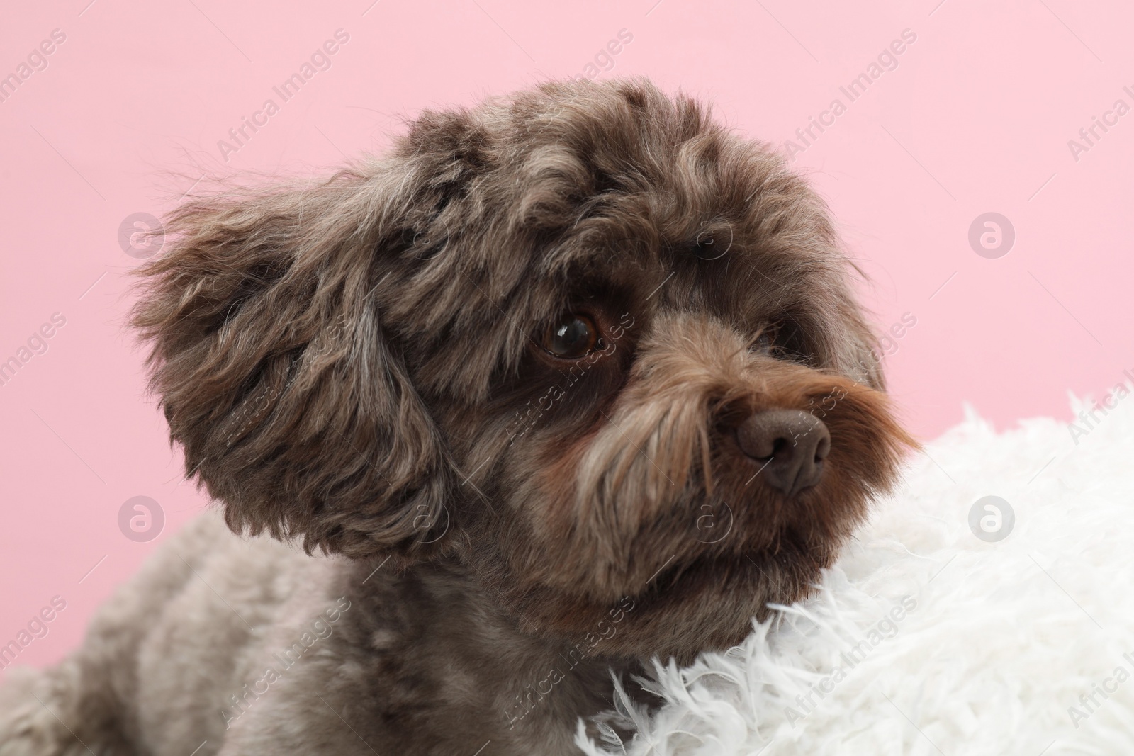 Photo of Cute Maltipoo dog with pillow resting on pink background. Lovely pet