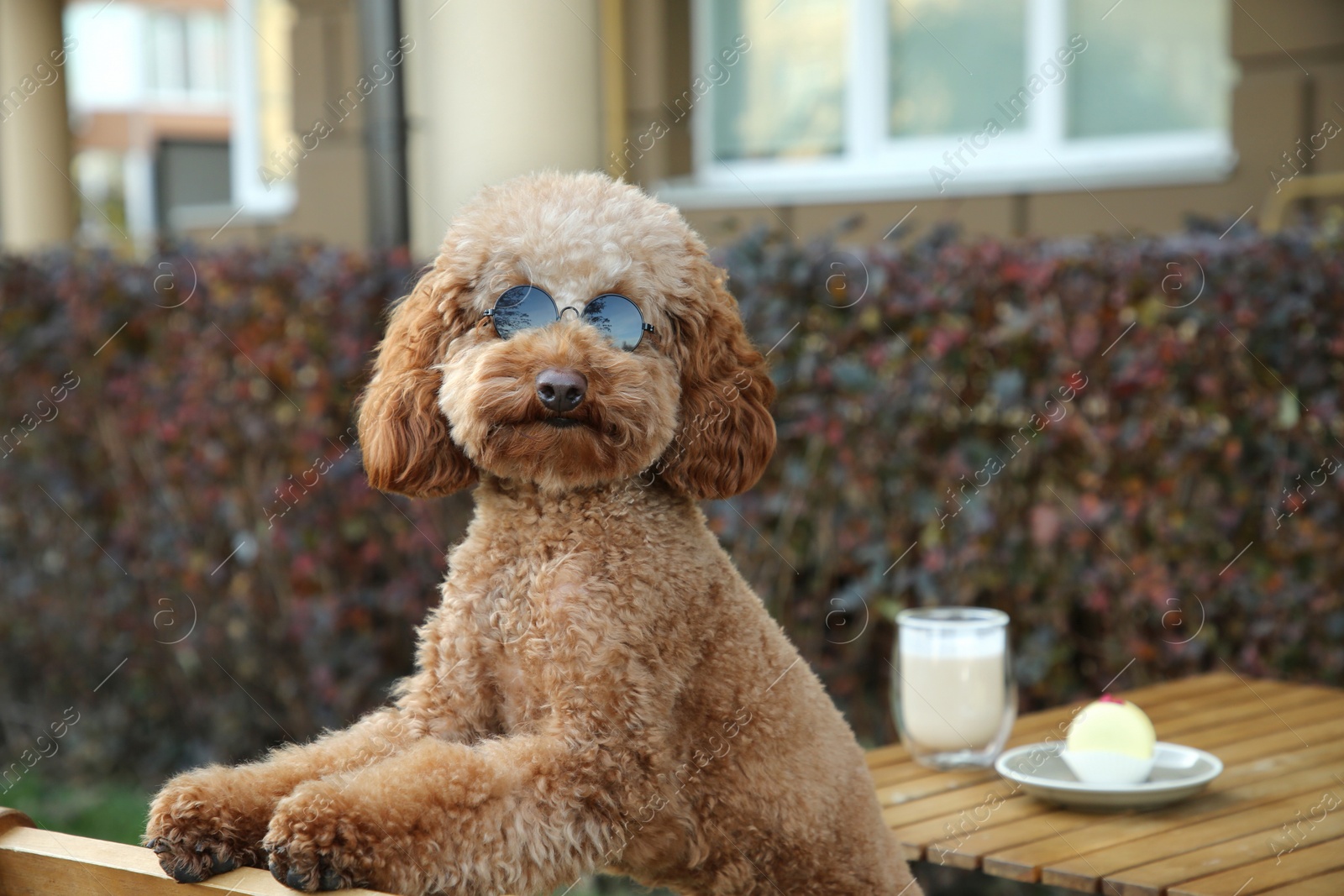 Photo of Cute fluffy dog with sunglasses resting in outdoor cafe. Space for text