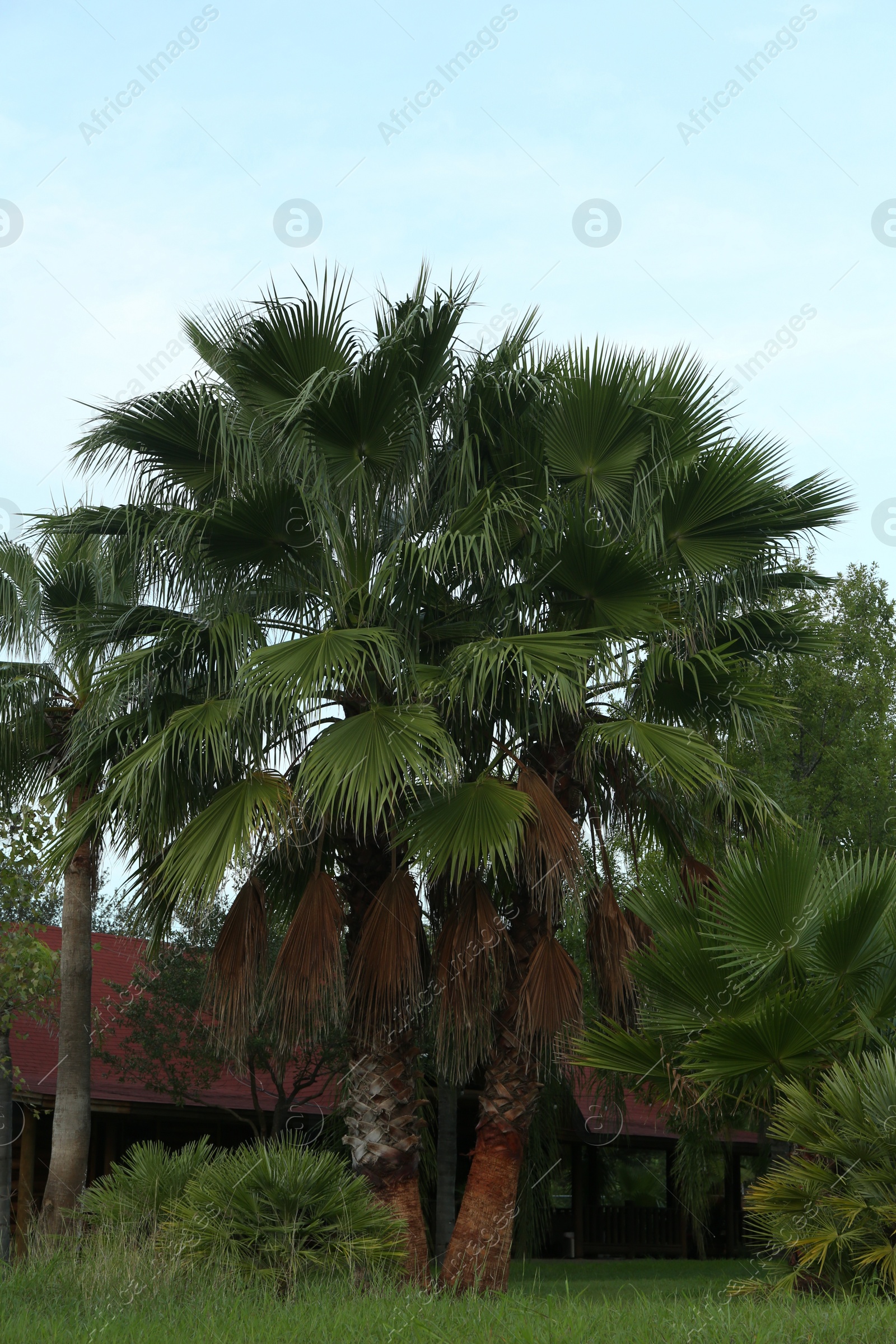 Photo of Beautiful view of palm trees and house against blue sky. Tropical plants