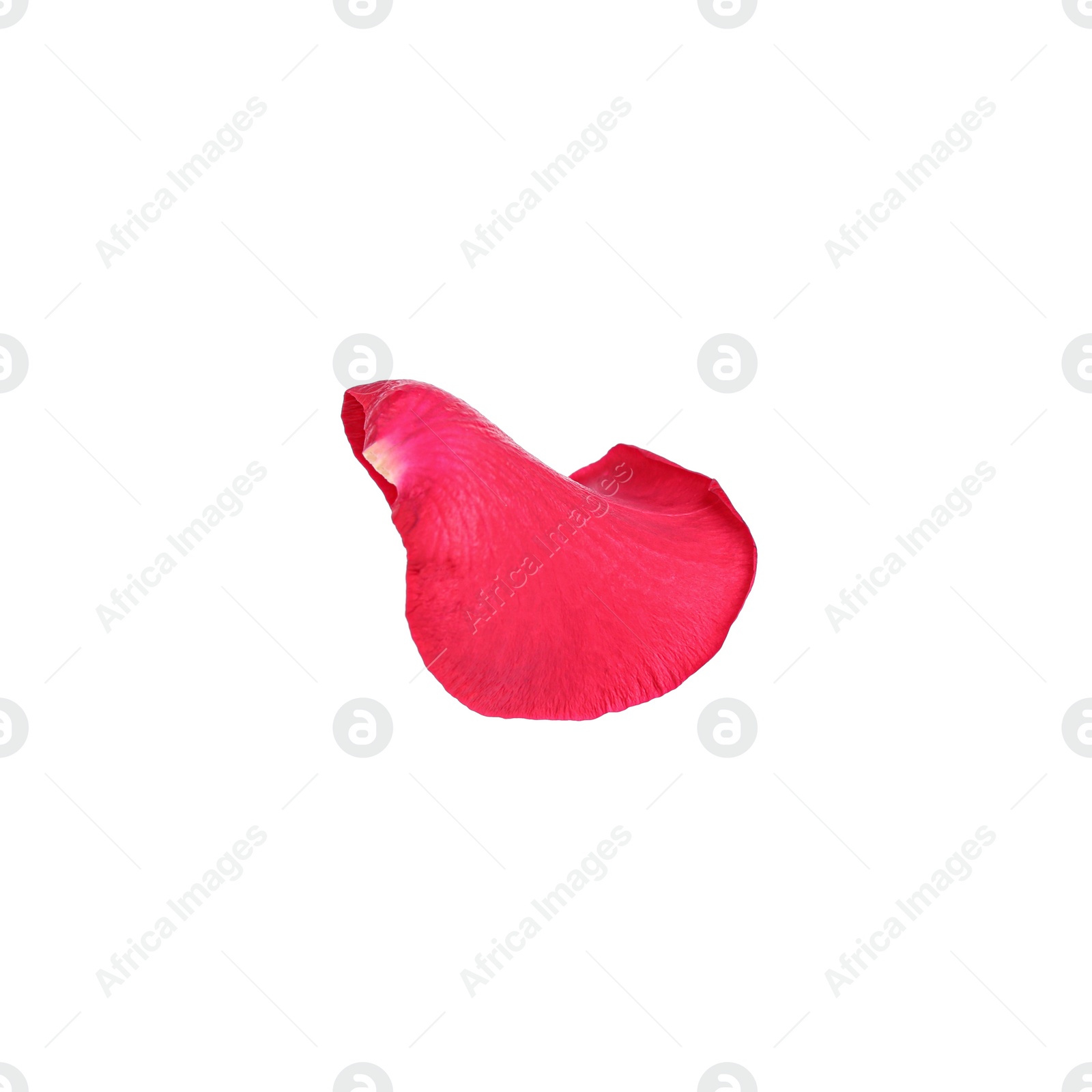 Photo of Tender red rose petal isolated on white