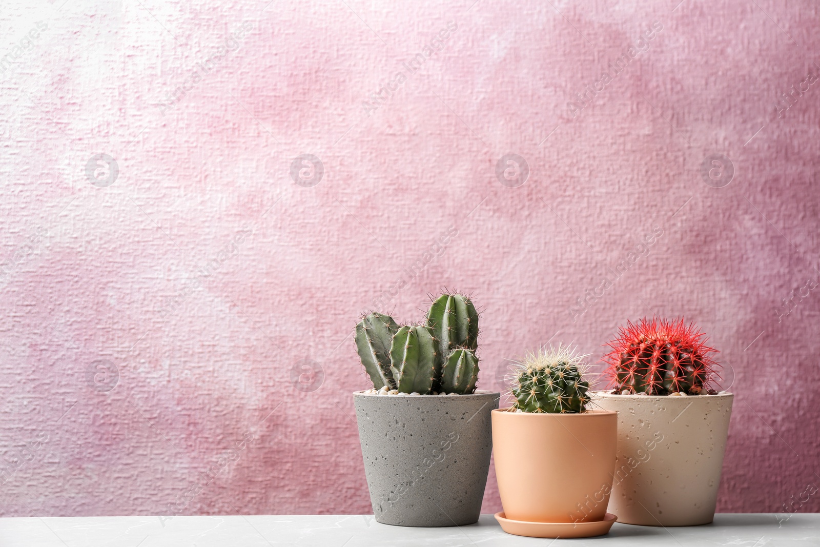 Photo of Beautiful cacti on color background