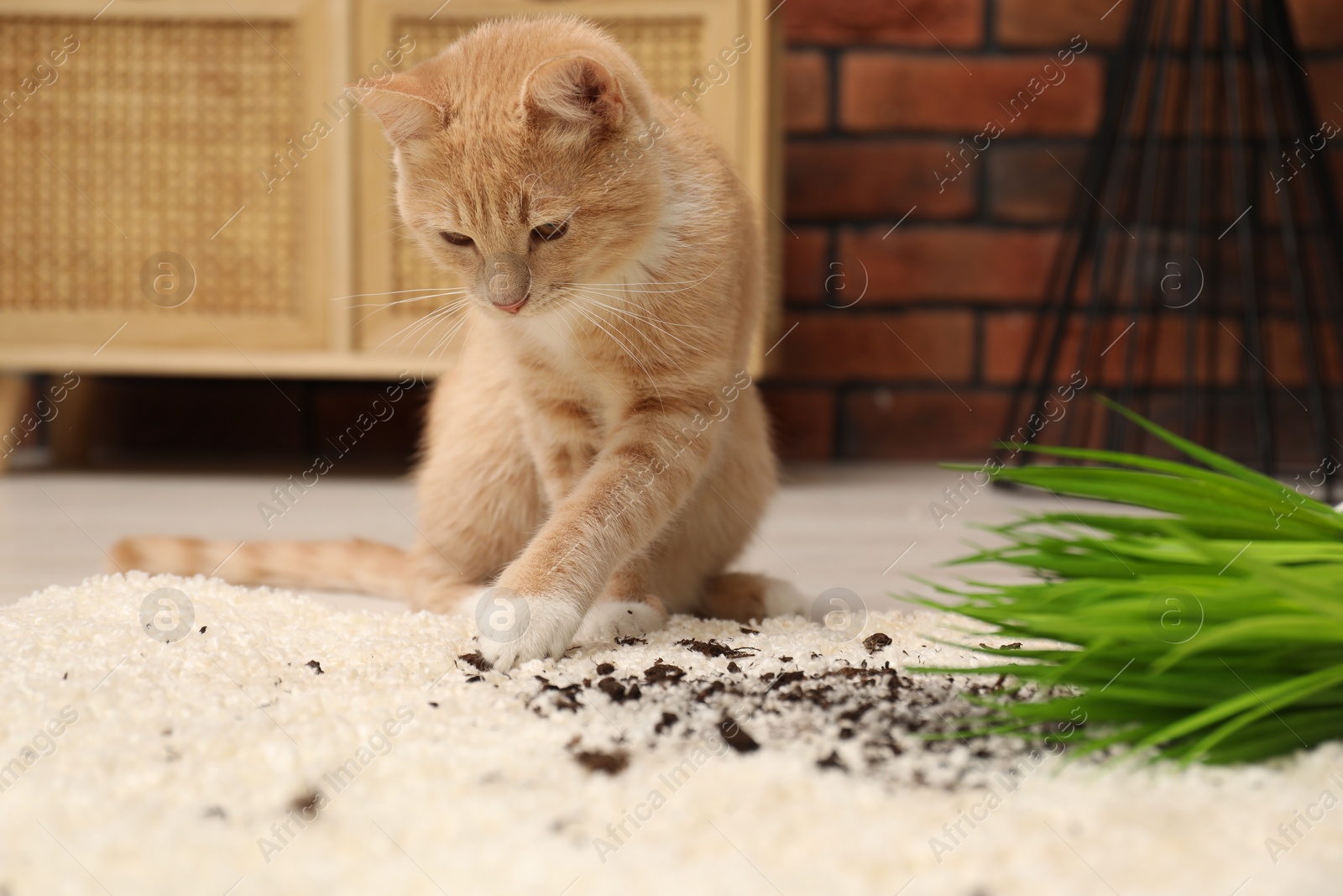 Photo of Cute ginger cat near overturned houseplant on carpet at home