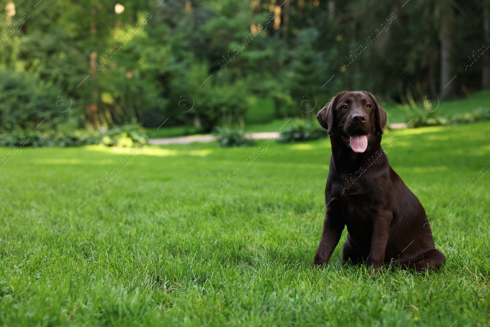 Photo of Adorable Labrador Retriever dog sitting on green grass in park, space for text