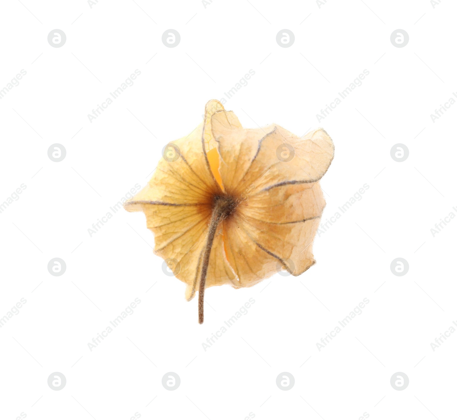 Photo of Ripe physalis fruit with calyx isolated on white