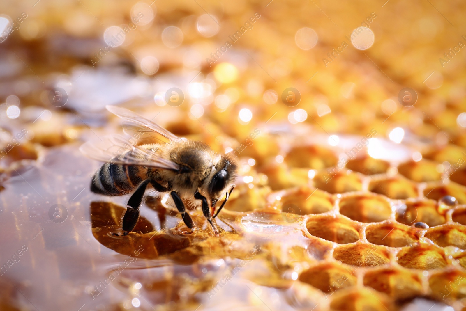 Photo of Closeup view of fresh honeycomb with bee