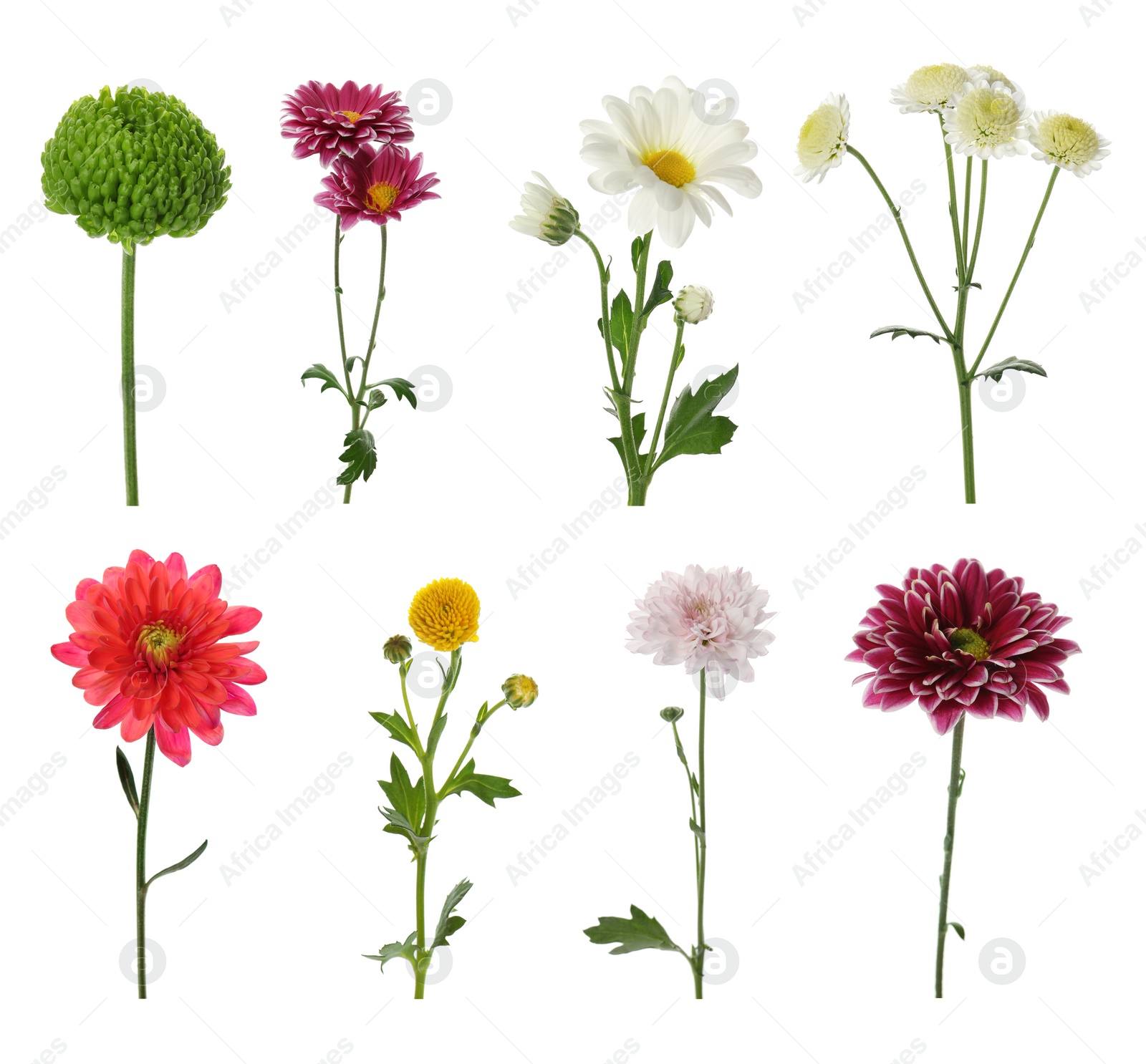 Image of Set with different beautiful chrysanthemum flowers on white background 