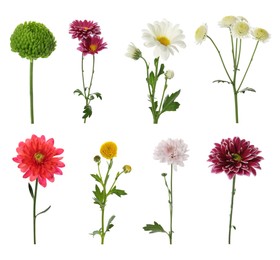 Set with different beautiful chrysanthemum flowers on white background 