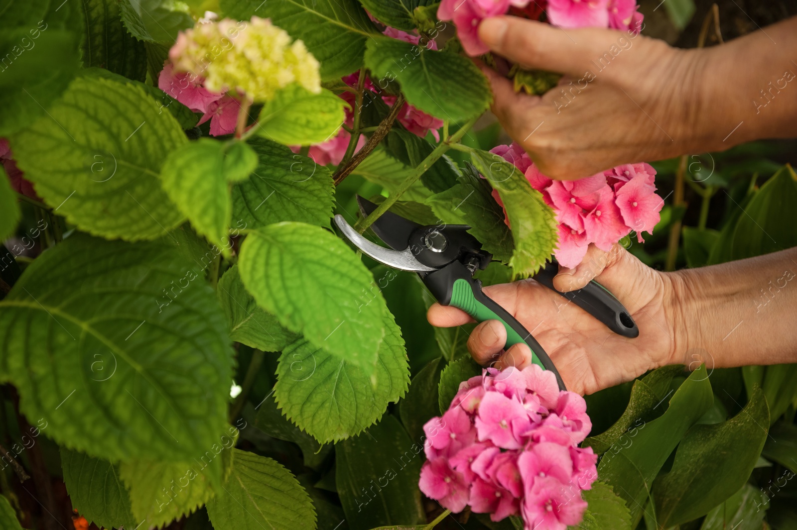 Photo of Gardener cutting hydrangea with secateurs outdoors, closeup