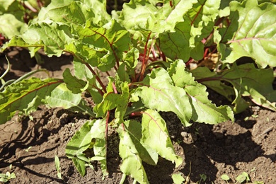 Photo of Green beet plant growing in vegetable garden