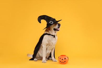 Photo of Cute Labrador Retriever dog in black cloak and hat with Halloween bucket on orange background