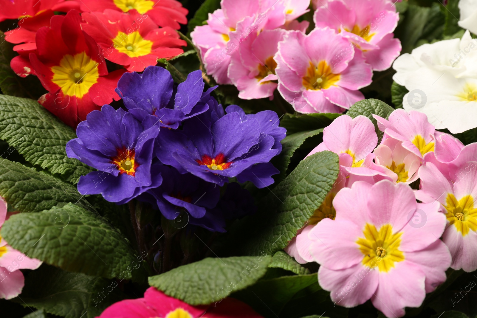 Photo of Beautiful primula (primrose) plants with colorful flowers as background, closeup. Spring blossom