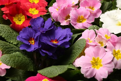 Beautiful primula (primrose) plants with colorful flowers as background, closeup. Spring blossom