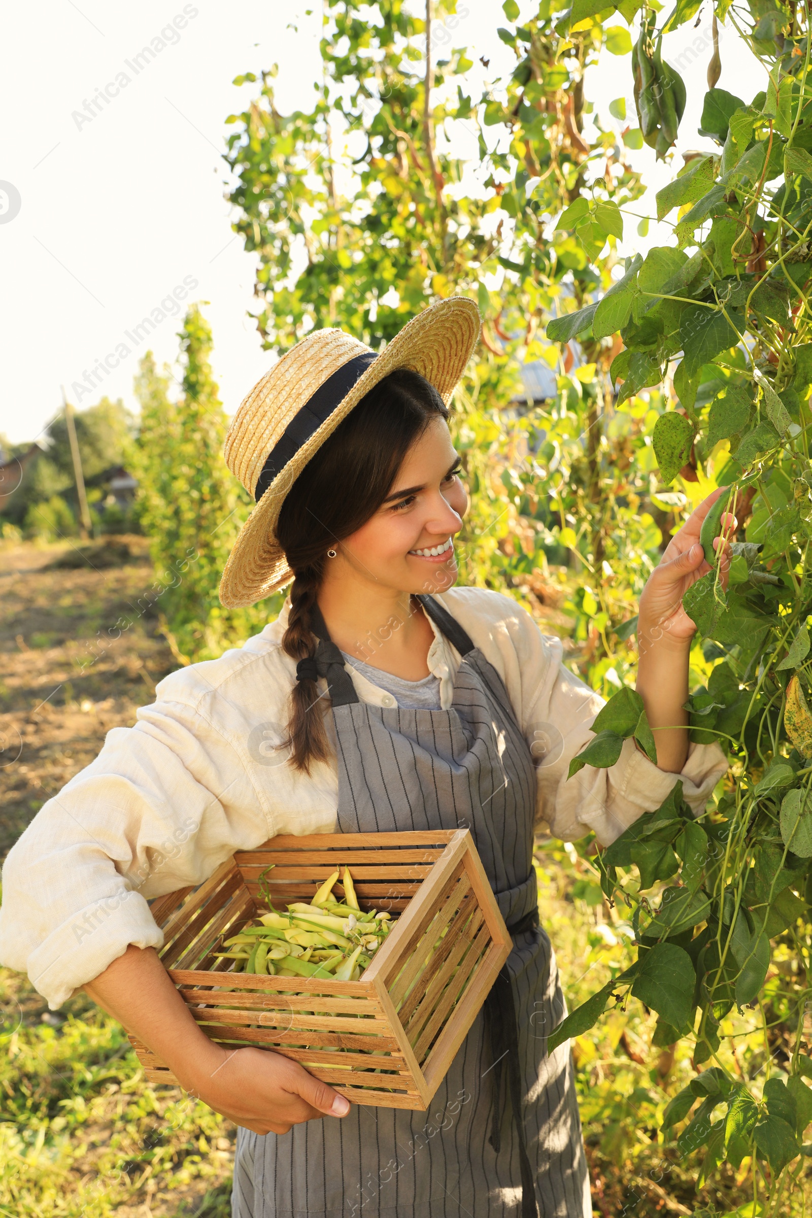 Photo of Young woman harvesting fresh green beans in garden