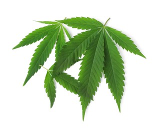 Photo of Fresh green hemp leaves on white background, top view