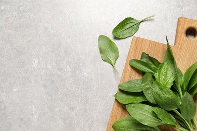 Photo of Broadleaf plantain leaves on light grey table, flat lay. Space for text