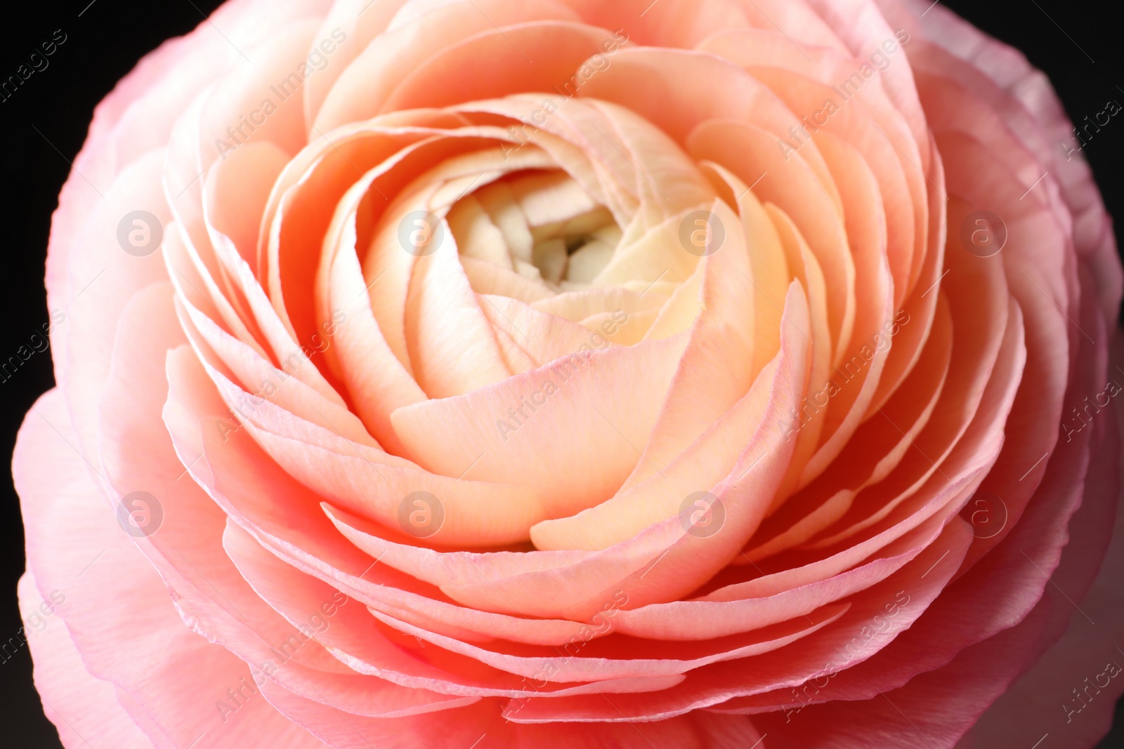 Photo of Beautiful fresh ranunculus flower on black background, closeup