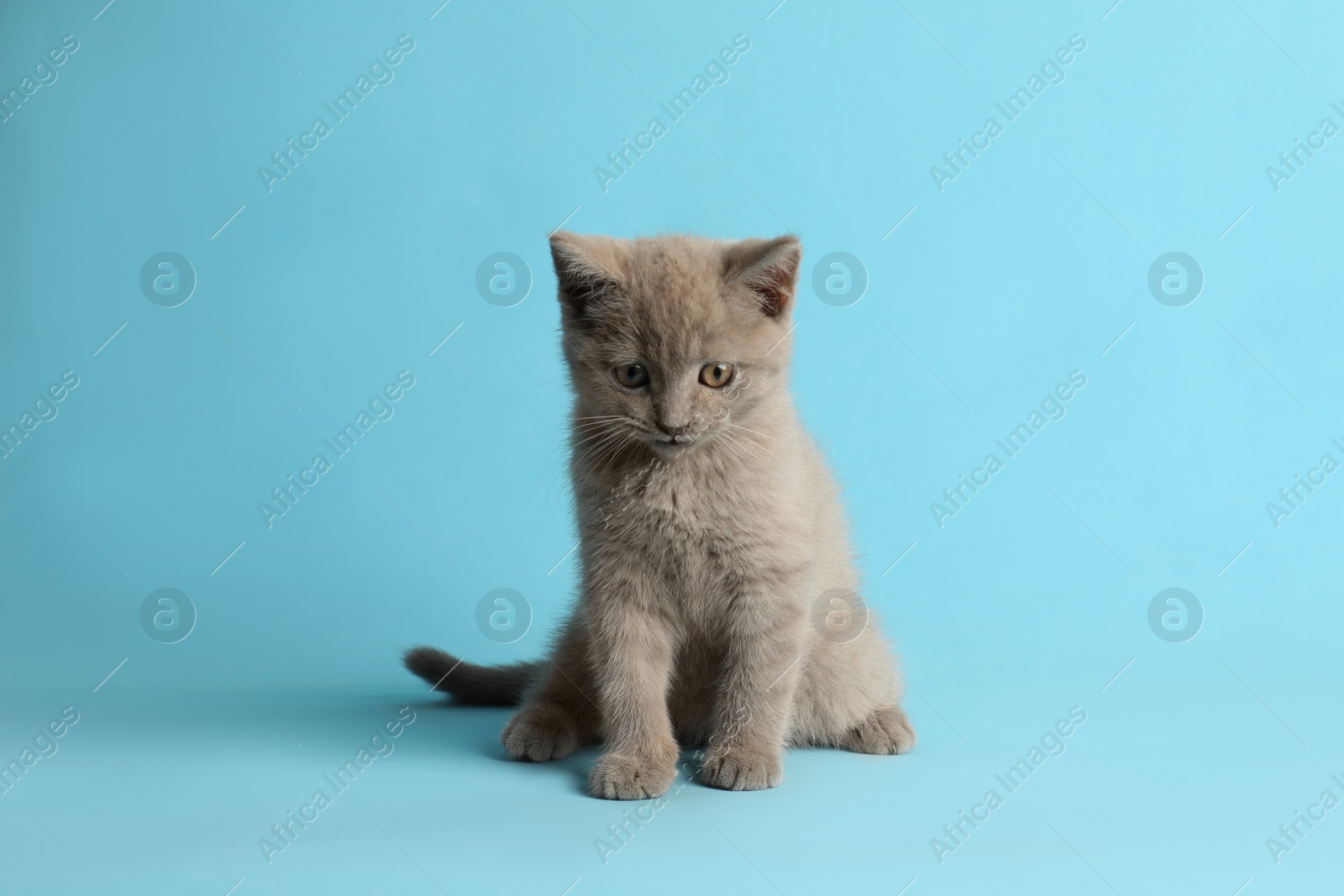 Photo of Scottish straight baby cat sitting on light blue background