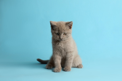 Photo of Scottish straight baby cat sitting on light blue background