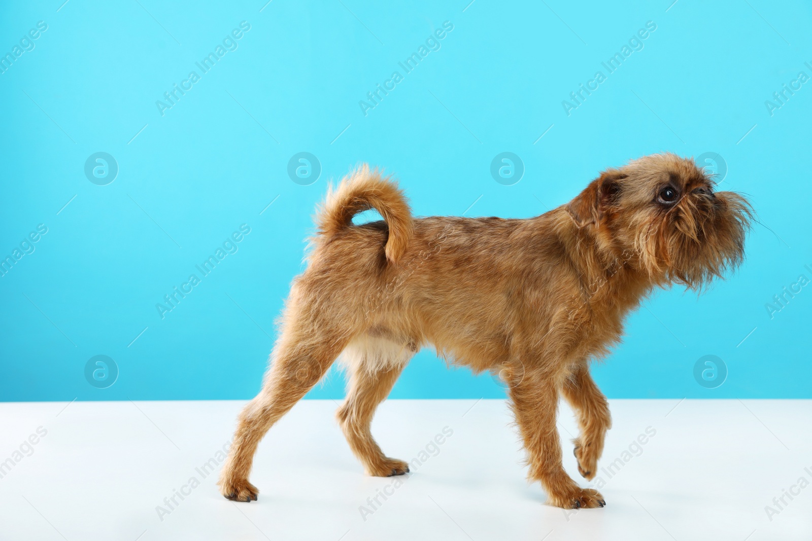 Photo of Studio portrait of funny Brussels Griffon dog on color background