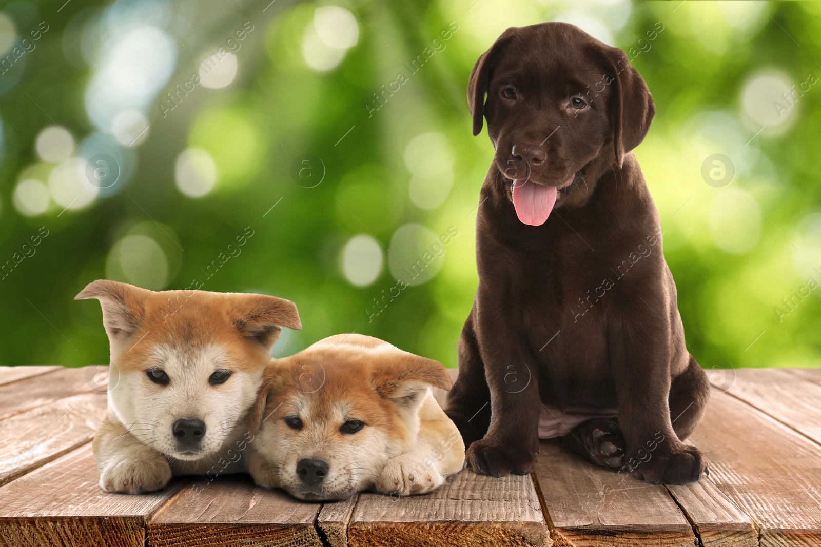 Image of Cute puppies on wooden surface outdoors, bokeh effect. Adorable pets