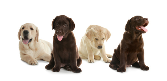 Image of Set of adorable Labrador Retriever puppies on white background