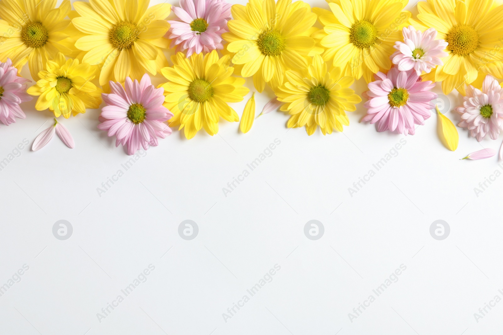 Photo of Beautiful chamomile flowers on white background, flat lay with space for text