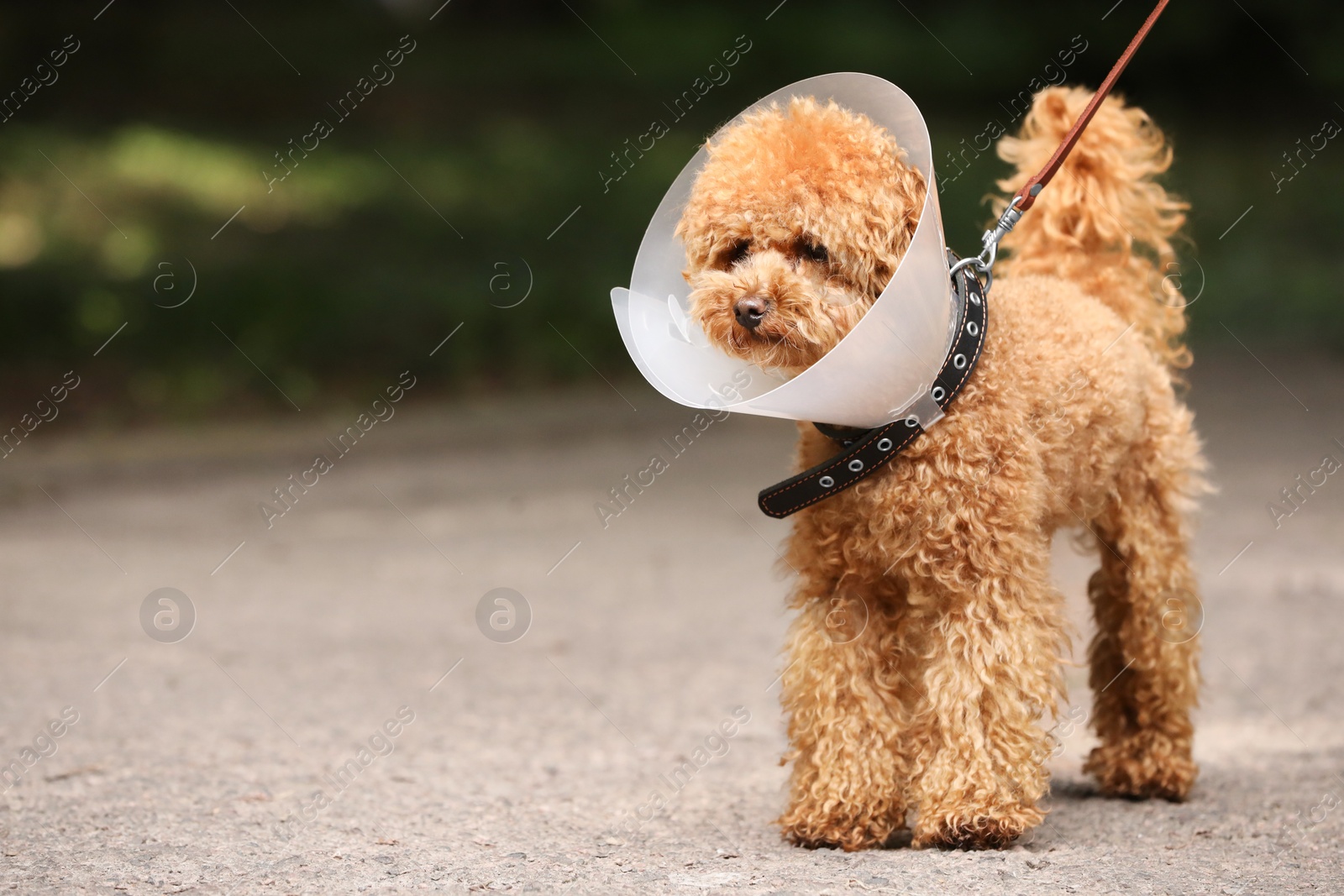 Photo of Cute Maltipoo dog with Elizabethan collar outdoors, space for text