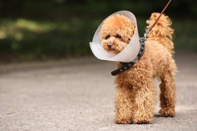 Photo of Cute Maltipoo dog with Elizabethan collar outdoors, space for text