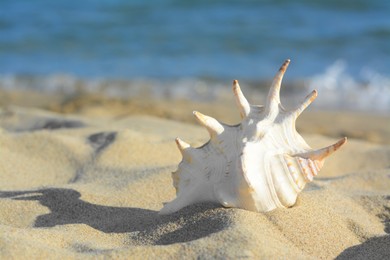 Photo of Beautiful seashell on sandy beach near sea, closeup. Space for text