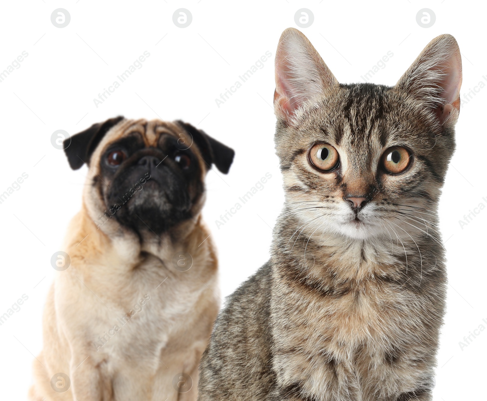 Image of Adorable cat and dog on white background