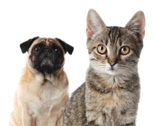 Image of Adorable cat and dog on white background