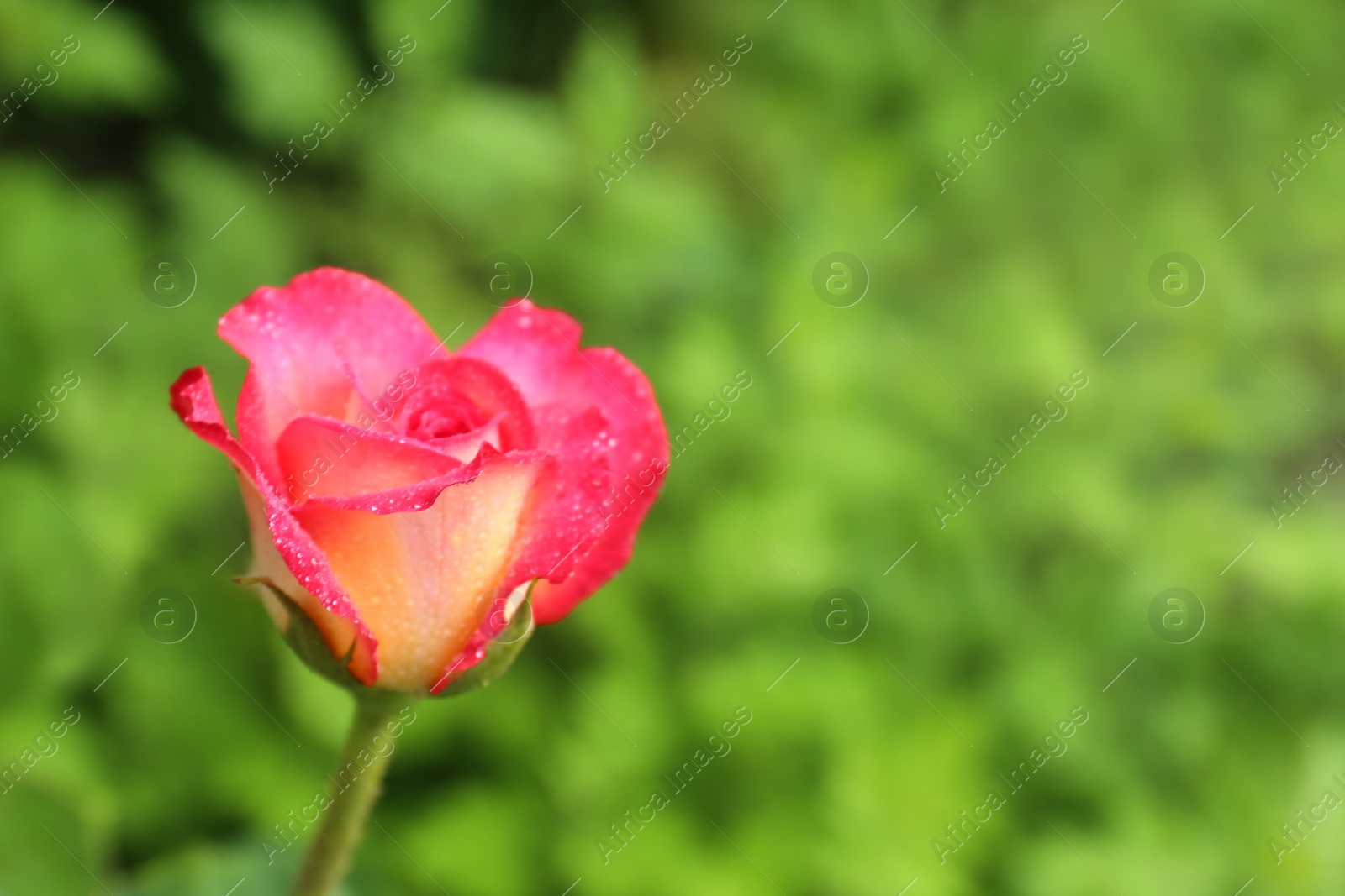 Photo of Beautiful blooming rose with water drops in green garden on summer day. Space for text