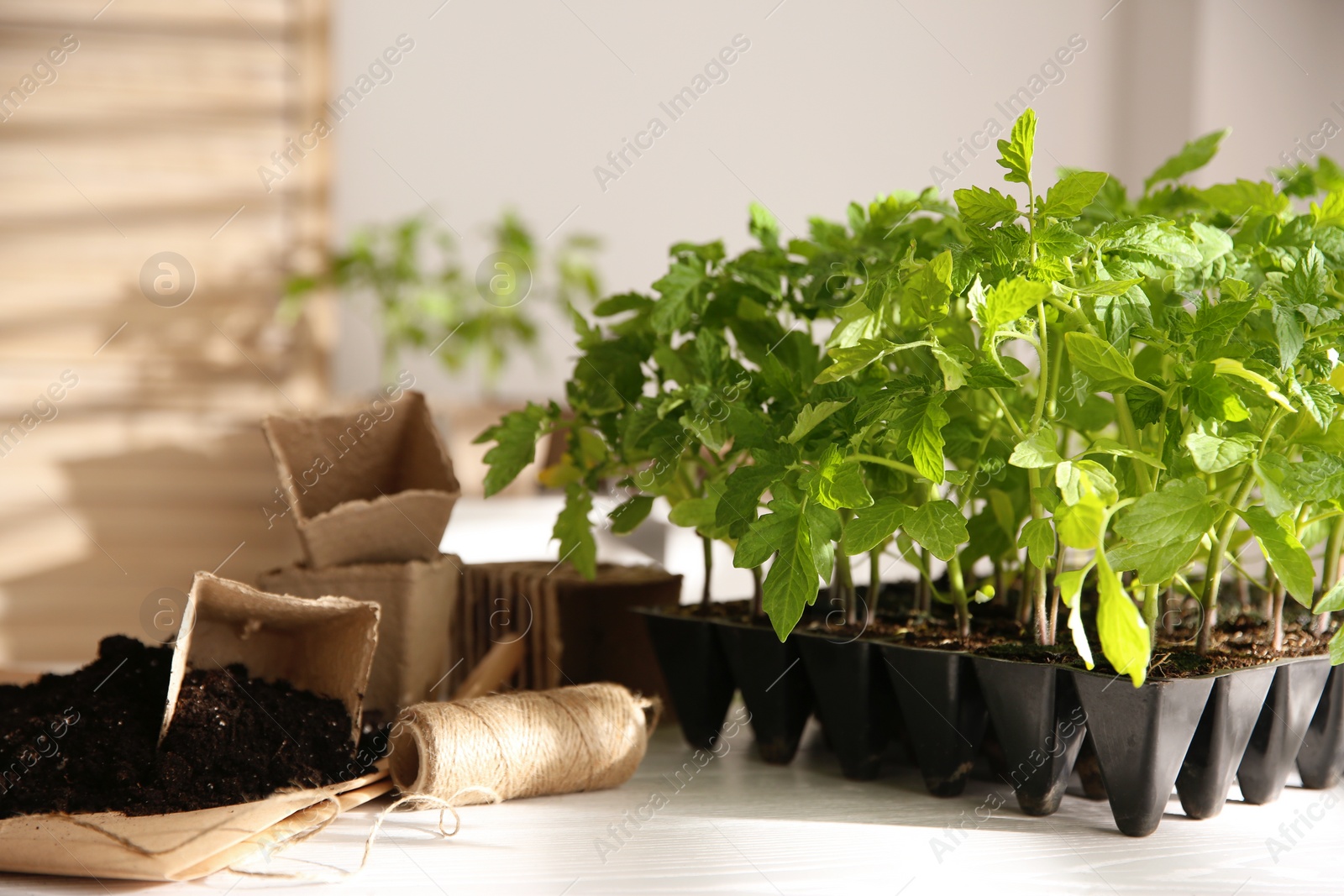 Photo of Green tomato seedlings, peat pots, rope and soil on white table