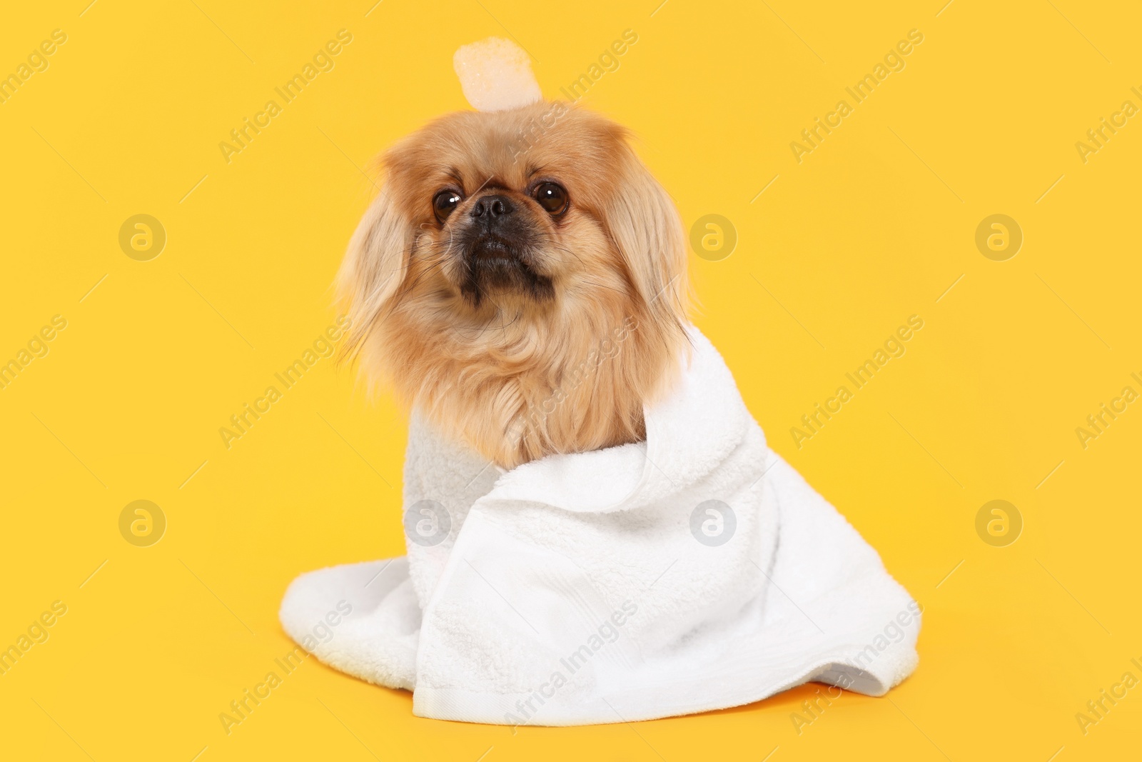 Photo of Cute Pekingese dog with towel and shampoo bubbles on yellow background. Pet hygiene