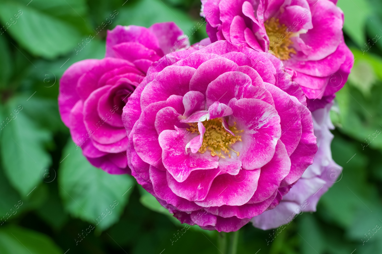 Photo of Bush with beautiful blooming roses in garden on sunny day, closeup